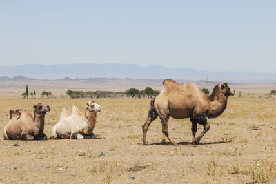 Camels on land against clear sky