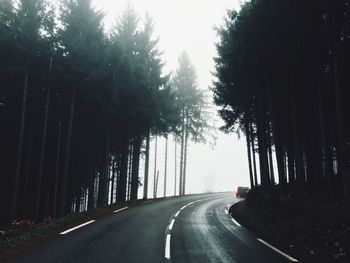 Road along trees in forest