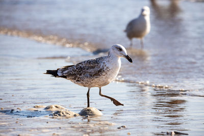 Seagull standing on one leg on the beach as the tide comes in