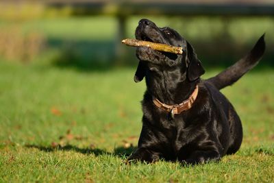 Surface level shot of dog playing with stick