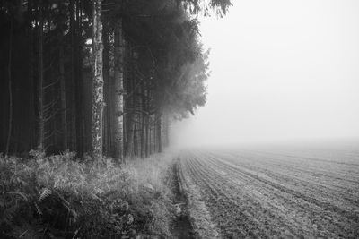 Scenic view of trees on field against sky