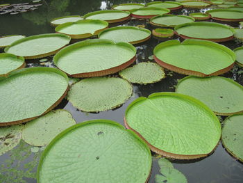 High angle view of lily pads in pond