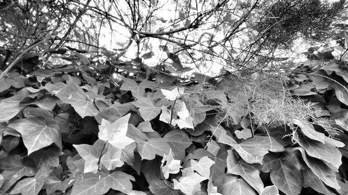 Leaves on tree