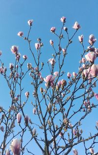 Low angle view of flowering tree against blue sky