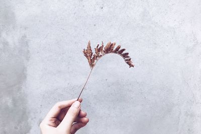 Close-up of hand holding leaf