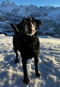 Dogs on snow covered landscape