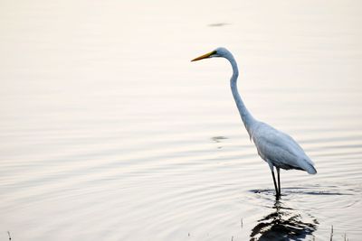 Heron standing in a lake