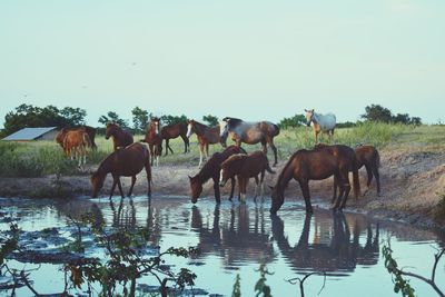 Horses in a lake