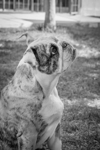 Close-up of dog looking away