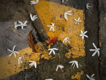 High angle view of pigeons on leaves