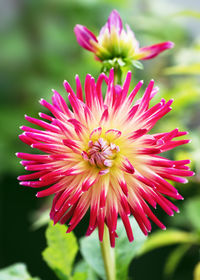 Close-up of pink flower