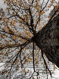 Low angle view of flowering tree against sky during winter