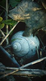 Close-up of snail