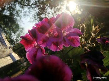 Close-up of pink flowers