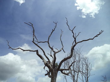 Low angle view of bare tree against sky