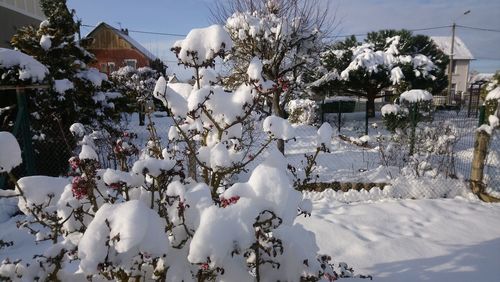 Close-up of snow covered tree against sky