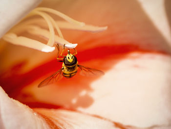 Close-up of bee on flower