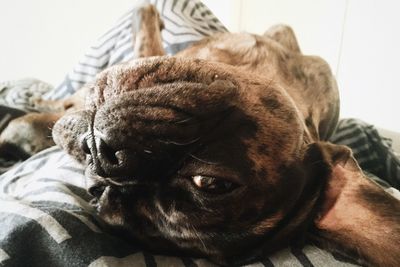 Close-up of a dog resting on bed