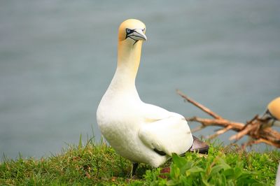 Close-up of gannet on lakeshore