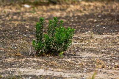 Close-up of plant growing on field