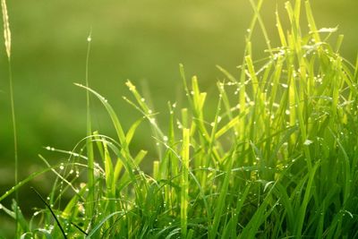 Close-up of wet grass on field