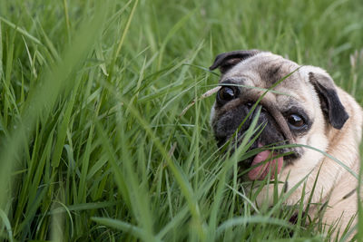 Close-up of a pug on grass