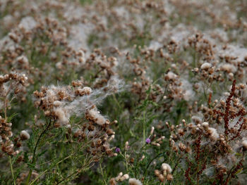 High angle view of flowering plants on field