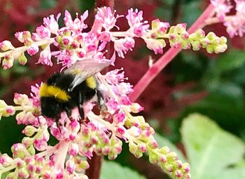 Close-up of bee on pink flowers