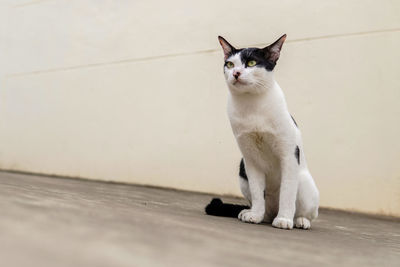 White cat sitting on floor