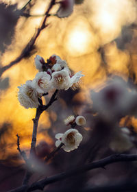 Close-up of wilted flowers on branch