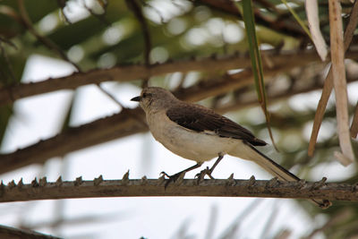 Close-up of bird perching on branch