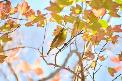 Low angle view of bird perching on tree