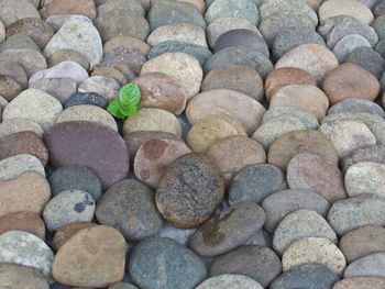 High angle view of plant growing amidst pebbles