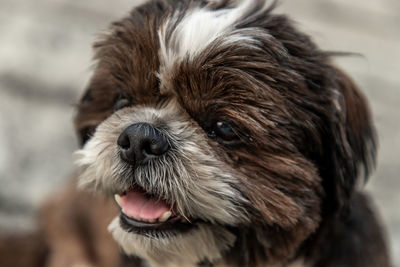 Close-up of dog