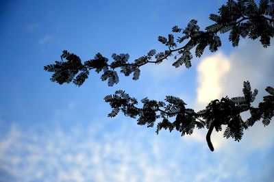 Low angle view of tree against blue sky