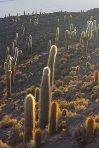 Cactus growing on field against sky