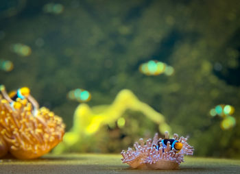 Close-up of christmas decorations