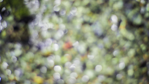 Close-up of plant against blurred background