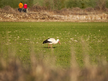 View of bird on field