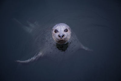 Portrait of seal swimming in sea