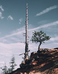 Low angle view of dead tree against sky