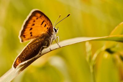 Close-up of butterfly on leaf