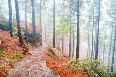 Nature mountain landscape of canary island with roque nublo rock peak enveloping by dense fog