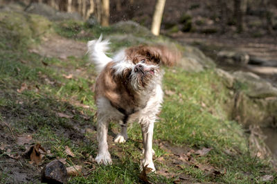 Dog shaking off water