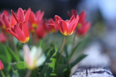 Close-up of red flowers