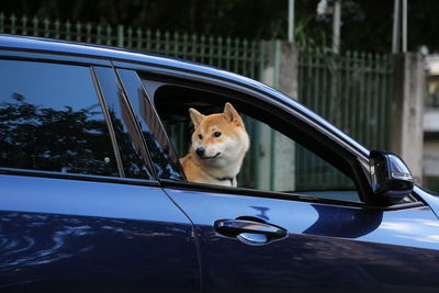 Shiba inu dog sitting on passenger seat of a shiny blue car in traffic