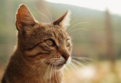 Close-up portrait of cat