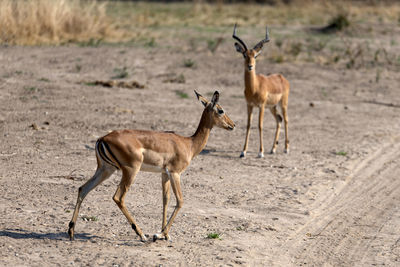 Side view of two impalas on land