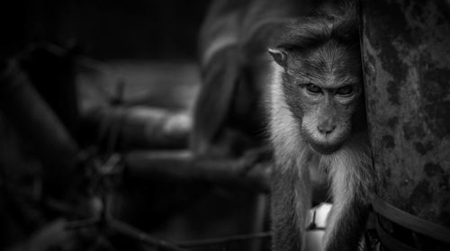 Close-up portrait of monkey