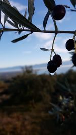 Close-up of fruits hanging on tree